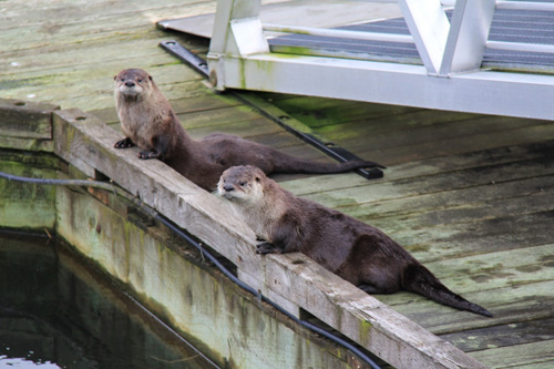 Sea Otters Seaside Oregon