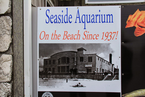 Next stop: Seaside. I picked Seaside to be the town where my cupcake shop girls open their second shop for several reasons. Seaside has volleyball tournaments on the beach, something I plan to bring into the plot. And it has an aquarium where you can feed the seals. They are just so cute that I have to bring them into the story by setting an important scene there. Seaside is also a huge draw for tourists and has lots of fun and unique things for my new romantic couple to do.