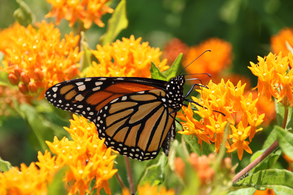 Example: If the character believes that butterflies are a symbol of hope (because of an encounter from their past) and the message of the story is to ‘keep the faith, do not lose hope,’ then perhaps this character keeps seeing butterflies turn up in the story in the most unusual places to encourage her to go on, to persevere, and continue to achieve her story-worthy goal. Perhaps, just as the character is about to give up, she sees a butterfly, and that gives her the strength she needs to pick herself up and attempt to solve her problems one last time!